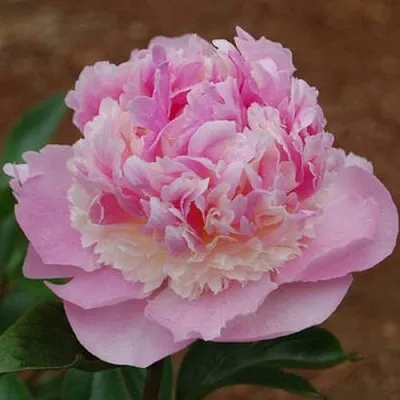 Пион ЭНДЖЕЛ ЧИКС травянистый  Пион ЭНДЖЕЛ ЧИКС травянистый в Астрахани