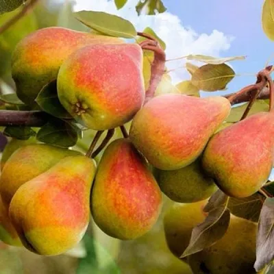 Груша ЗАБАВА в Астрахани