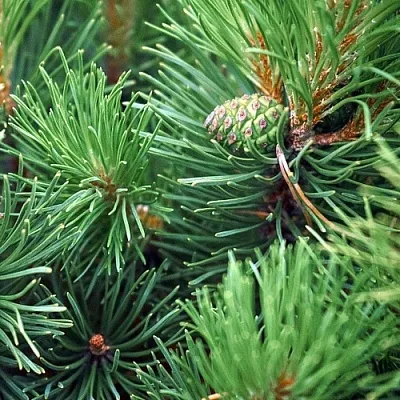 Сосна  Сосна в Астрахани