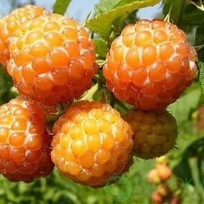 Малина КУМБЕРЛЕНД желтая в Астрахани