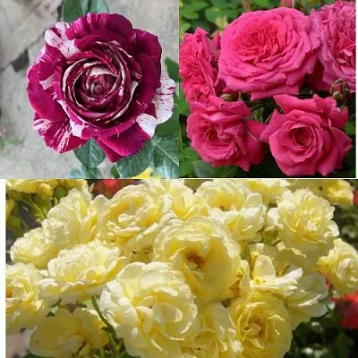 Комплект РОЗОВЫЙ АКЦЕНТ в Астрахани