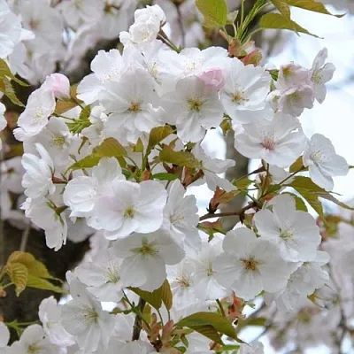 Сакура САНСЕТ БУЛЕВАРД  Сакура САНСЕТ БУЛЕВАРД в Астрахани