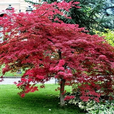 Клен пальмолистный  Клен пальмолистный в Астрахани