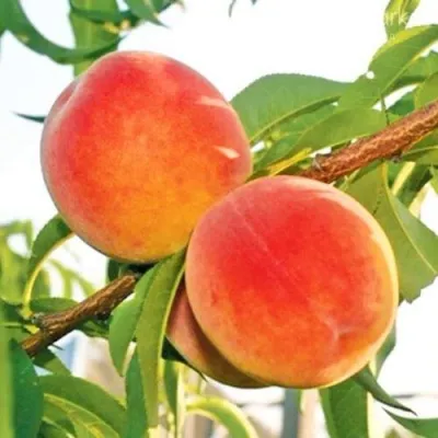 Персик ОНТАРИО — описание сорта Персик ОНТАРИО в Астрахани