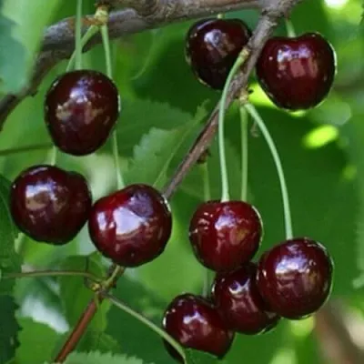 Черешня НАРОДНАЯ  Черешня НАРОДНАЯ в Астрахани