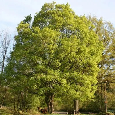 Клен полевой  Клен полевой в Астрахани