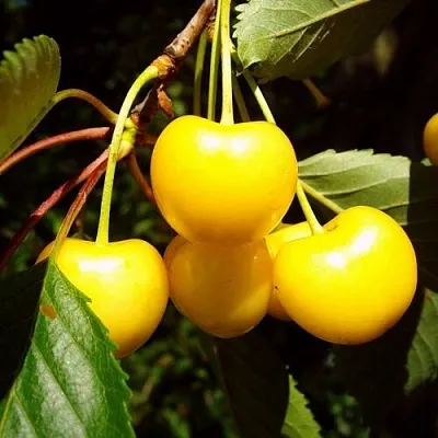 Черешня ЖУРБА  Черешня ЖУРБА в Астрахани