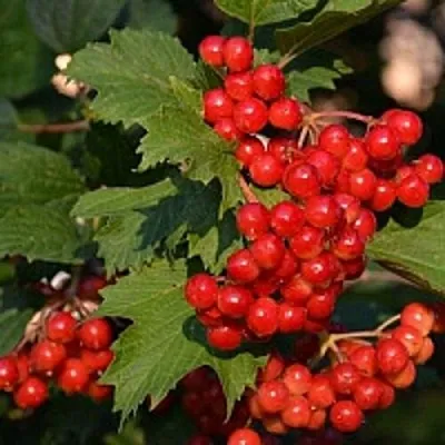 Калина в Астрахани