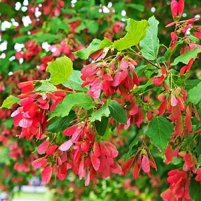 Клен татарский  Клен татарский в Астрахани