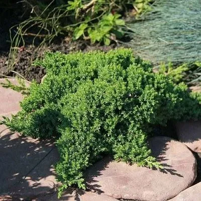 Можжевельник АВАСИ лежачий  Можжевельник АВАСИ лежачий в Астрахани