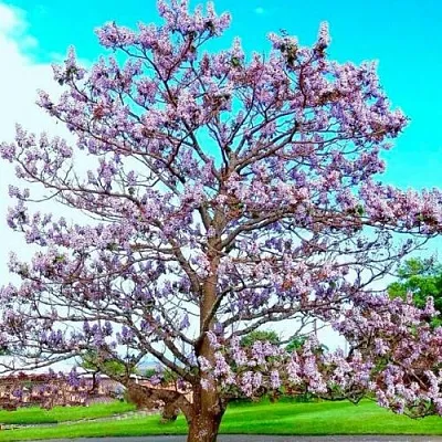 Павловния в Астрахани