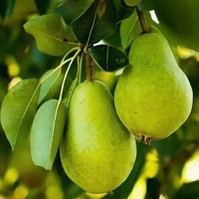 Груша СЕВЕРЯНКА колонновидная  Груша СЕВЕРЯНКА колонновидная в Астрахани