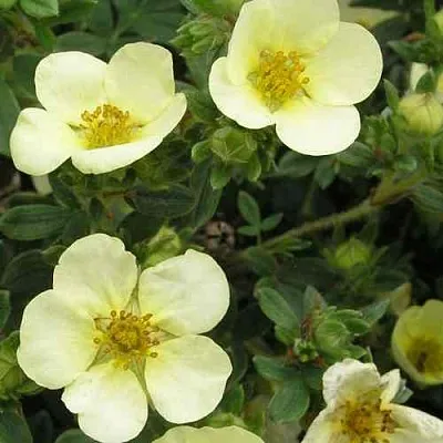 Лапчатка ЭЛИЗАБЕТ кустарниковая  Лапчатка ЭЛИЗАБЕТ кустарниковая в Астрахани