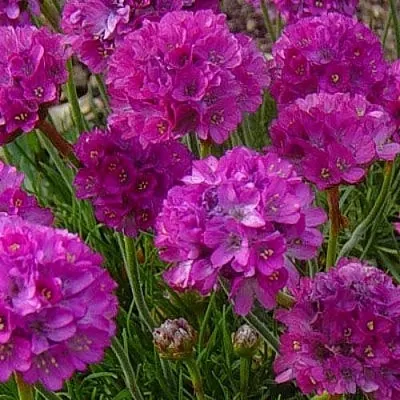 Армерия МОНИНГ СТАР ДИП РОУЗ  Армерия МОНИНГ СТАР ДИП РОУЗ в Астрахани