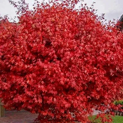 Клен гиннала   Клен гиннала  в Астрахани