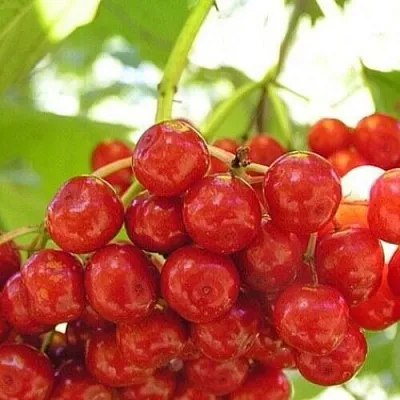 Калина КИЕВСКАЯ САДОВАЯ  Калина КИЕВСКАЯ САДОВАЯ в Астрахани