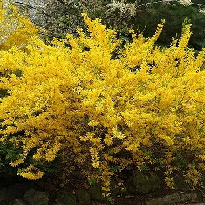 Форзиция ГОЛДЗАУБЕР средняя  Форзиция ГОЛДЗАУБЕР средняя в Астрахани