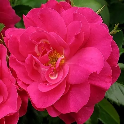 Саженцы роз ДЖОРДЖ ВАНКУВЕР флорибунда  Саженцы роз ДЖОРДЖ ВАНКУВЕР флорибунда в Астрахани