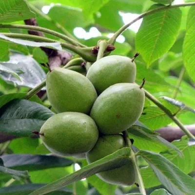 Орех маньчжурский МИЧУРИНЕЦ  Орех маньчжурский МИЧУРИНЕЦ в Астрахани