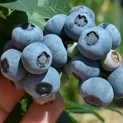 Голубика НЕЛЬСОН в Астрахани