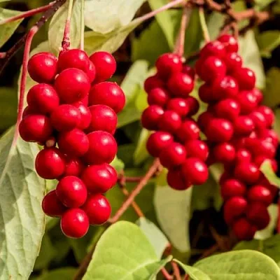 Лимонник КОСТИК китайский  Лимонник КОСТИК китайский в Астрахани