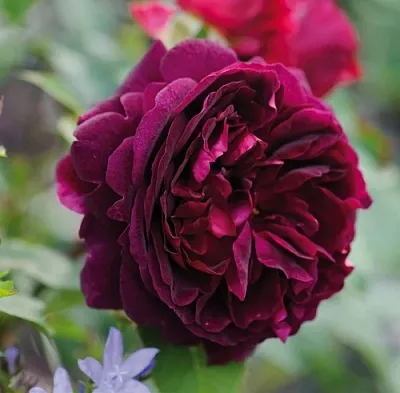 Саженцы роз МАНСТЕД ВУД английская  Саженцы роз МАНСТЕД ВУД английская в Астрахани