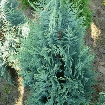 Кипарисовик КОЛУМНАРИС лавсона  Кипарисовик КОЛУМНАРИС лавсона в Астрахани