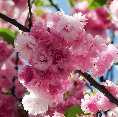 Сакура ПИНК ПЕРФЕКШН  Сакура ПИНК ПЕРФЕКШН в Астрахани