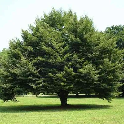 Бук обыкновенный в Астрахани