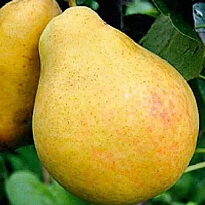 Груша САХАРНАЯ в Астрахани