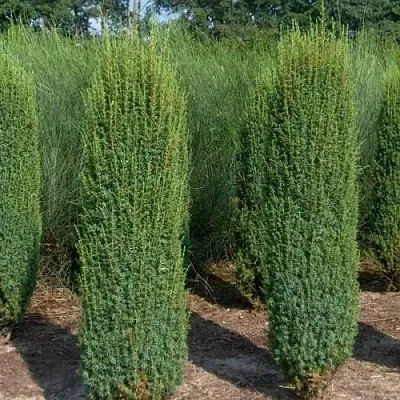 Можжевельник ХИБЕРНИКА обыкновенный  Можжевельник ХИБЕРНИКА обыкновенный в Астрахани