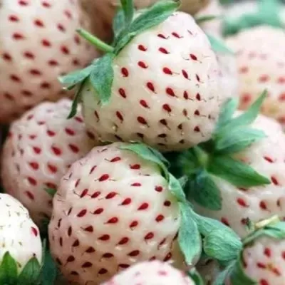 Клубника АНАНАСА ремонтантная — описание сорта Клубника АНАНАСА ремонтантная в Астрахани