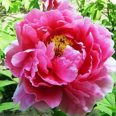 Пион ВОСХОД СОЛНЦА древовидный  Пион ВОСХОД СОЛНЦА древовидный в Астрахани