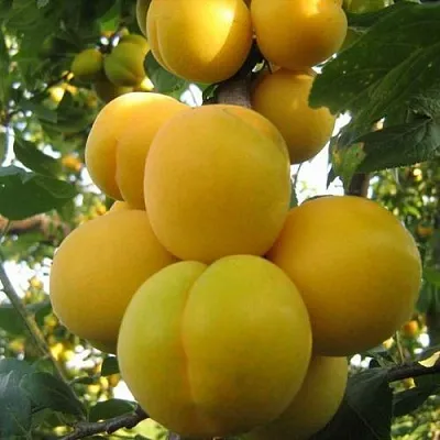 Слива ЛОДВА в Астрахани