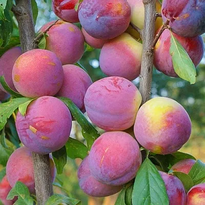 Слива КОЛОННОВИДНАЯ в Астрахани