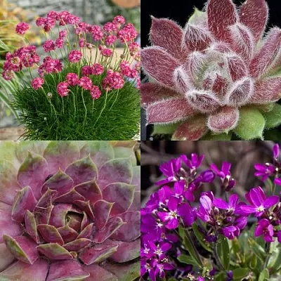 Комплект МИНИ САД в Астрахани