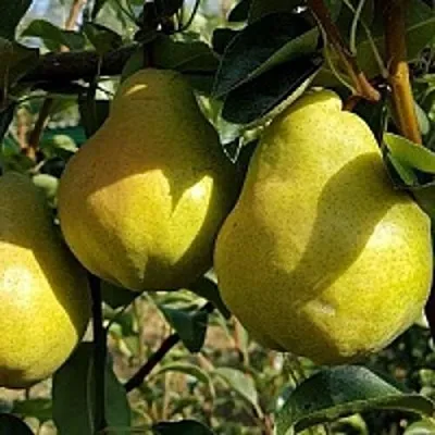 Груша СОКРОВИЩЕ в Астрахани