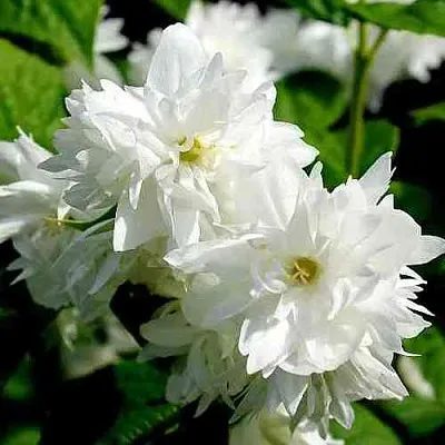 Жасмин ДАМ БЛАНШ  Жасмин ДАМ БЛАНШ в Астрахани