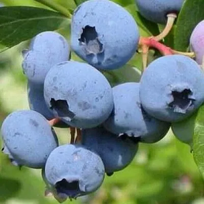 Голубика ДАРРОУ в Астрахани