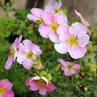 Лапчатка НЬЮ ДАУН кустарниковая  Лапчатка НЬЮ ДАУН кустарниковая в Астрахани