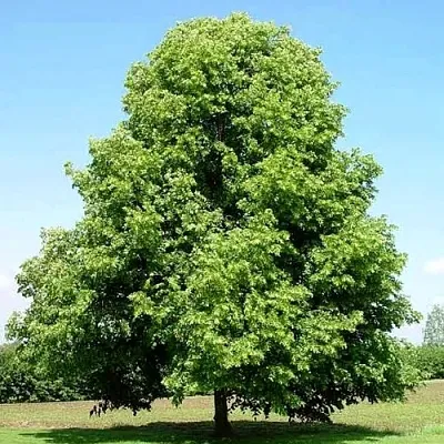 Липа мелколистная  Липа мелколистная в Астрахани