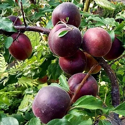 Шарафуга БЕЛЛА РОЯЛЬ в Астрахани