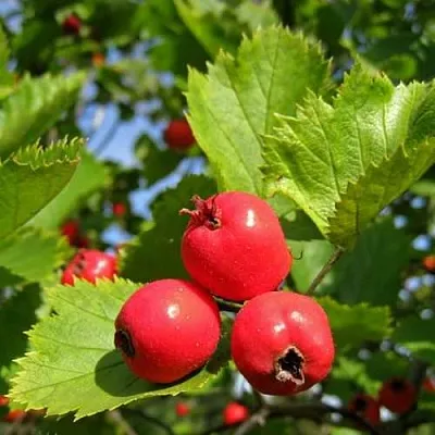 Боярышник МЯГКОВАТЫЙ  Боярышник МЯГКОВАТЫЙ в Астрахани