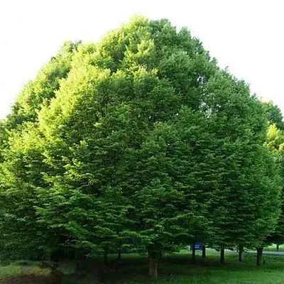 Граб японский в Астрахани