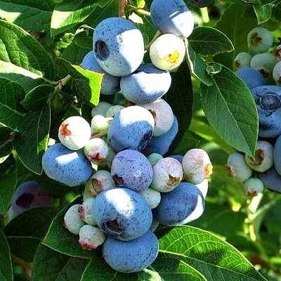 Голубика ВЕЙМУТ в Астрахани