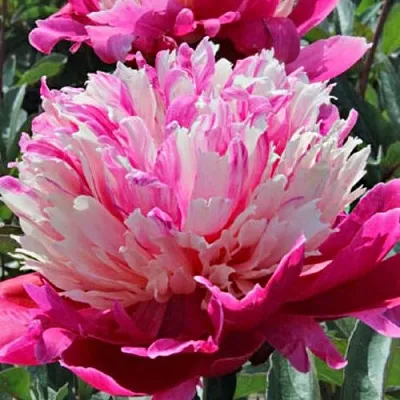 Пион ДЕЙДРИМ травянистый  Пион ДЕЙДРИМ травянистый в Астрахани