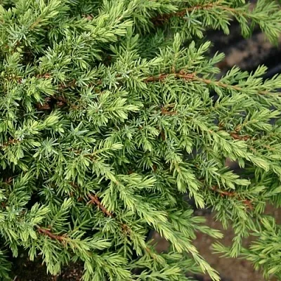 Можжевельник  Можжевельник в Астрахани