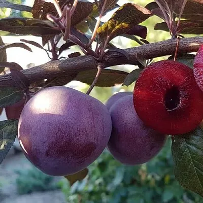 Слива ПАННА  в Астрахани