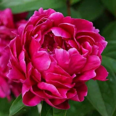 Пион ЛУИ ВАН-ГУТТ травянистый  Пион ЛУИ ВАН-ГУТТ травянистый в Астрахани