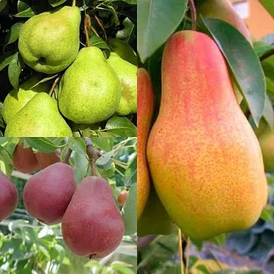 Комплект ГРУШЕВОЕ АССОРТИ в Астрахани